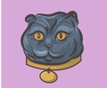 Gray scottish fold cat with medallion portrait